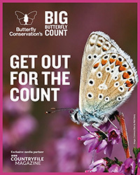 Poster advertising the Big Butterfly Count