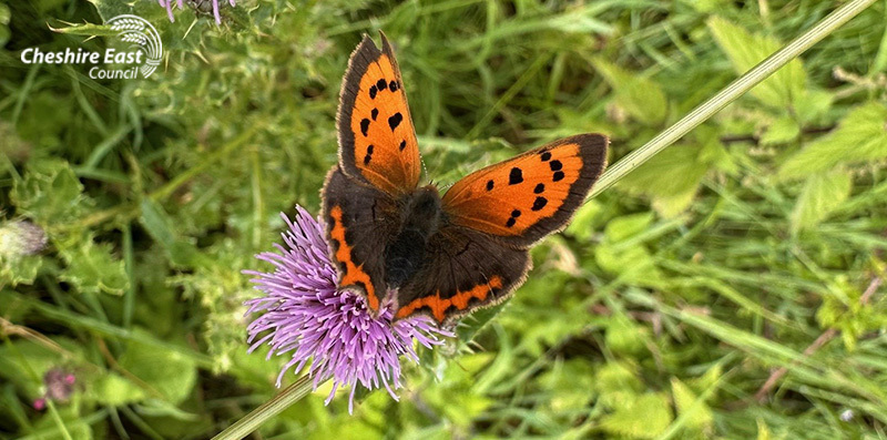Small copper butterfly on thistles