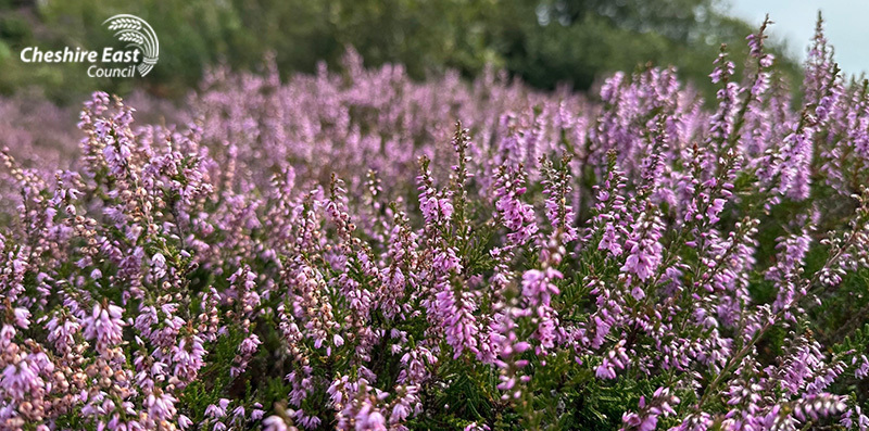 Heather at Tegg's Nose Country Park