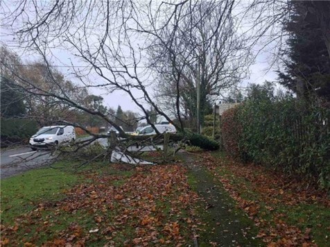 Tree down after Storm Claudia