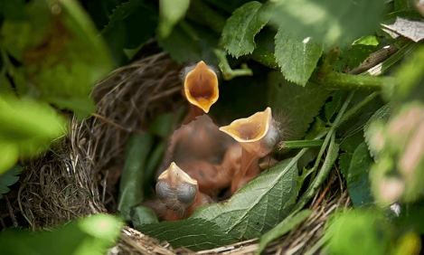 Birds in nest