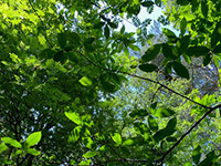 Green forest leaves (Forest Bathing)