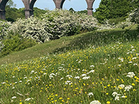 Wildflower meadow with viaduct in the background