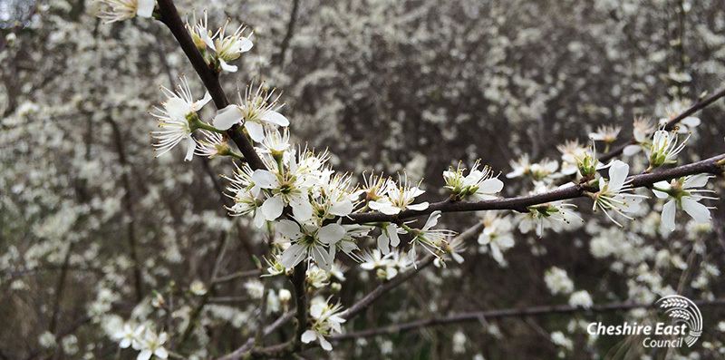 Blackthorn in flower
