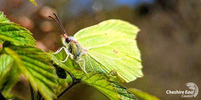 Brimstone butterfly