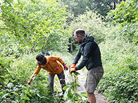 2 volunteers clearing Himalayan balsam plants