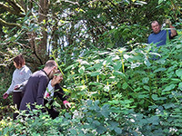 4 volunteers pulling Himalayan balsam