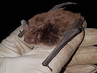 Bat on a gloved hand