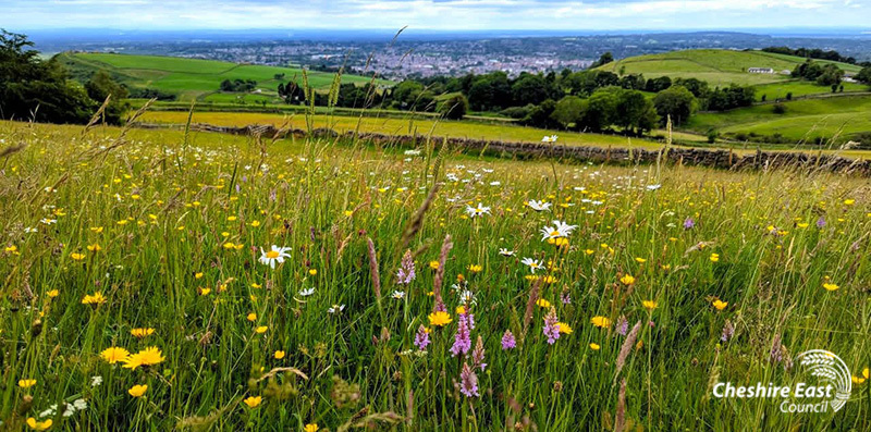 Wildflower meadow at Tegg's Nose Country Park