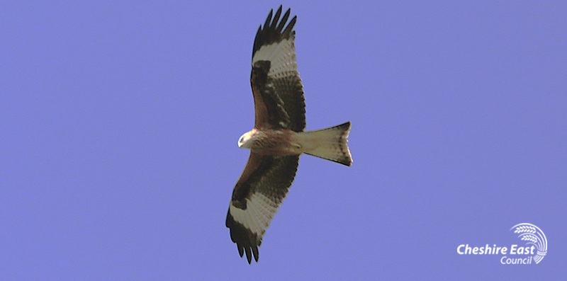 Photo of red kite from below