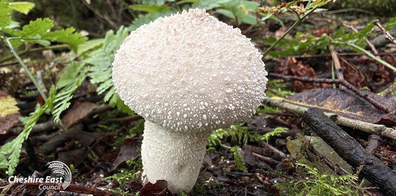 Close up of white fungal fruiting body