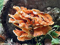 Fungi growing from the base of a tree