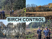 Montage of photos of volunteers pulling birch saplings from heathland habitat