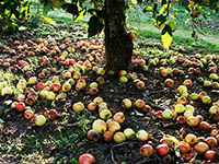 Fallen apples on the ground under a tree