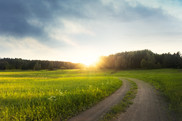 Small road leading through green field with sun and trees in background