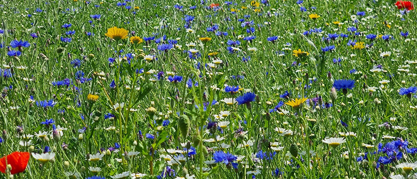 Wildflowers