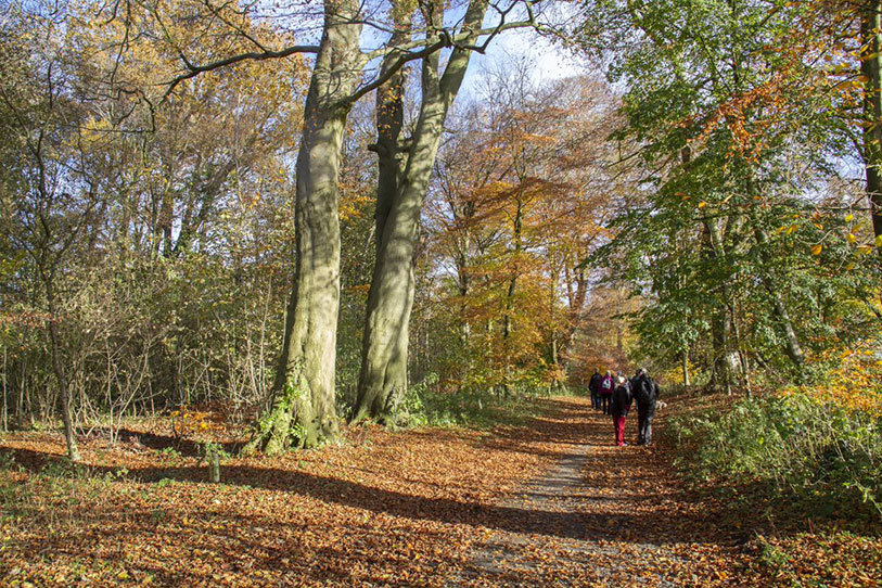 Woodland with walkers in distance