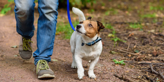 A dog on a lead walking next to its owner 