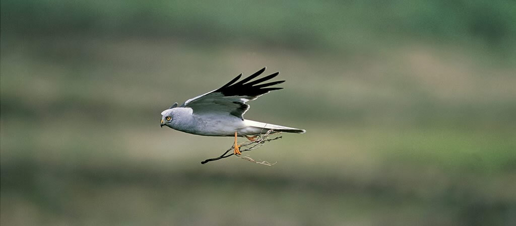 Hen Harrier adult male (Andy Hay, rspb-images.com)