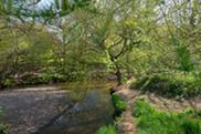 River Bollin surrounded by trees