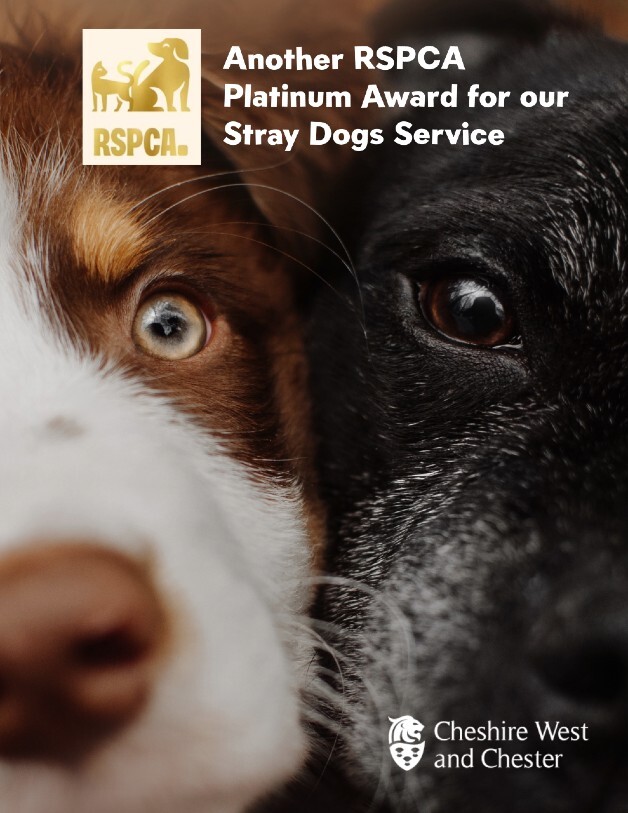 RSPCA gold award two dogs faces up close