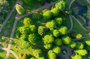 Large trees from above