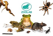 zoolab