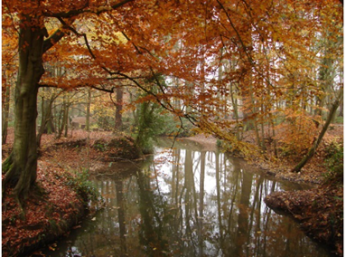 Trees and river 