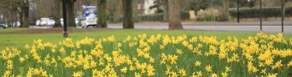 Spring_daffodils_Binley_Road
