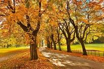 Autumn