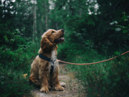Image of a dog on a lead