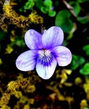 teasdale violet