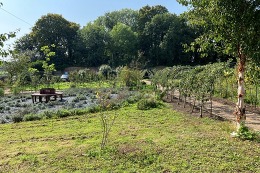 Distington Walled Garden