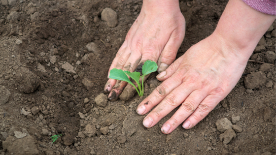 Planting a seedling