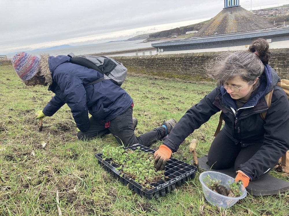 Wildflower planting at The Beacon (c) Cumbria Wildlife Trust