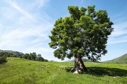 Ash Tree