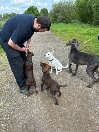 Enforcement officer and dogs