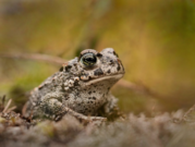 natterjack toad