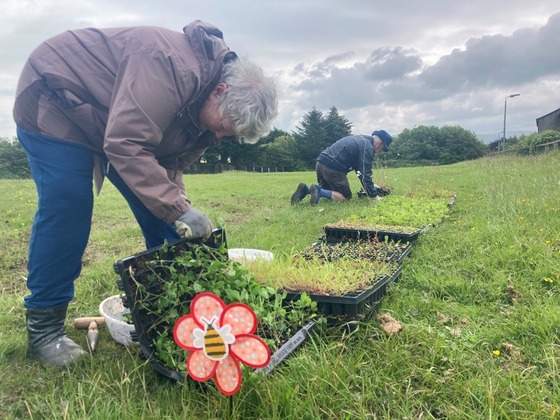 Planting pollinators