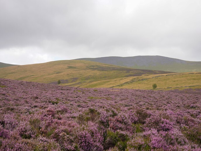 Skiddaw forest 