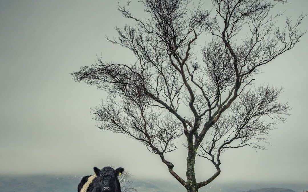 A Compelling Exhibition Opening at The Beacon Museum, Whitehaven 