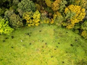 Raise Forest Torpenhow