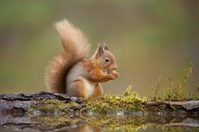 Red squirrel