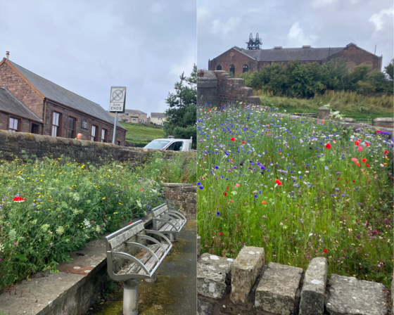 Wild flowers Whitehaven