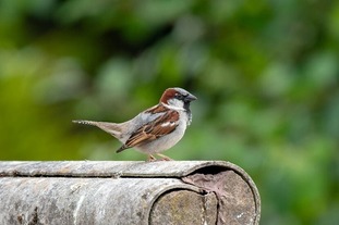 Birds in Greenspaces newsletter 