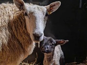 Sheep and Lamb at Stephney Farm