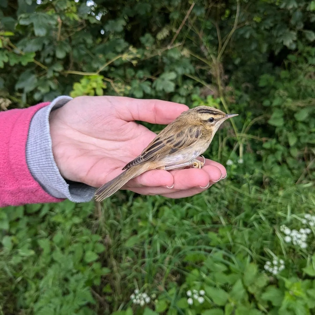 Bird ringing demonstration events 