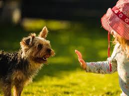 child safety week 2026 dog safety