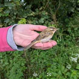 Bird in Hand