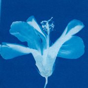Cyanotypes